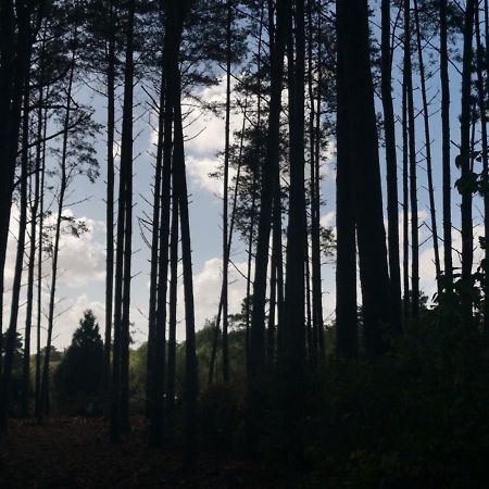 Forest Heath Shepherd'S Huts リングウッド エクステリア 写真