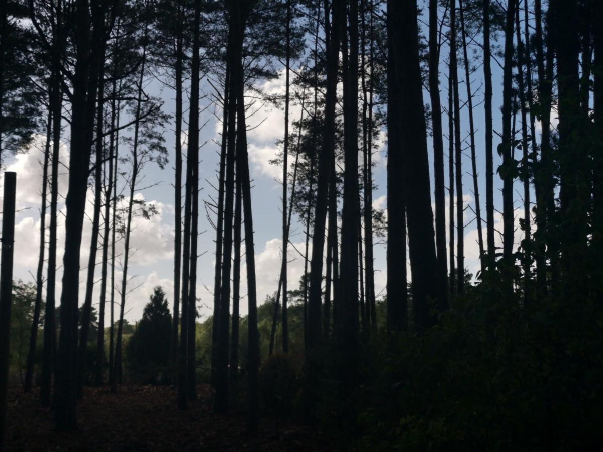 Forest Heath Shepherd'S Huts リングウッド エクステリア 写真